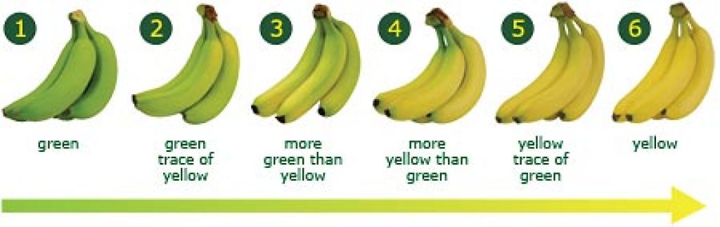 green banana or yellow banana