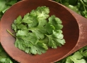 Coriander Leaves For Weight Loss & Natural Fat Burner