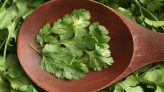 Coriander Leaves For Weight Loss & Natural Fat Burner